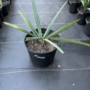 Sabal Minor 3 gallon