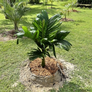 Areca Catechu Dwarf