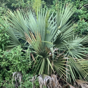 Auburn Sabal minor