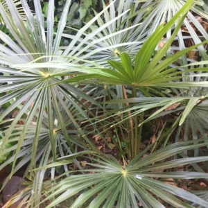 Livistona australis