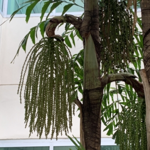 Fort Meyers airport firshtail palm