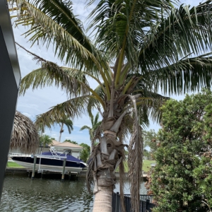Coconut Palm at Bonita Springs