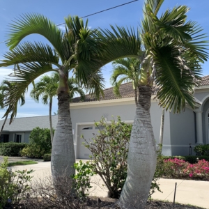 Bottle Palms Bonita Sorings