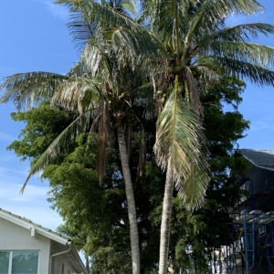 Bonita Springs Coconuts