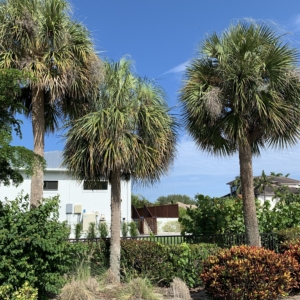 Sabal Palmetto Bonita Springs