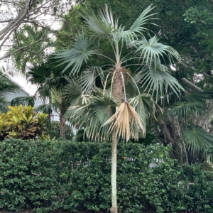 Unknown Naples Palm