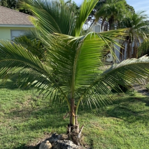 Juvenile Coconut in Bonita Springs