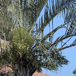 Triangle Palm flowering