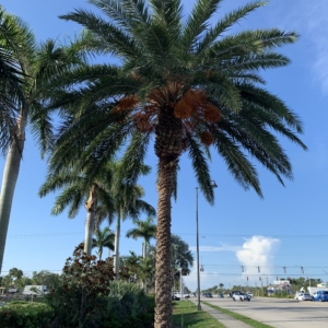 Naples date palm