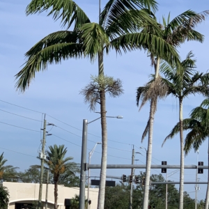 Bangalow Palms in Fort Myers