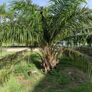 Oil Palm at doctors office