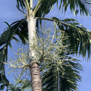 Cape Coral Montgomery Palm flowering
