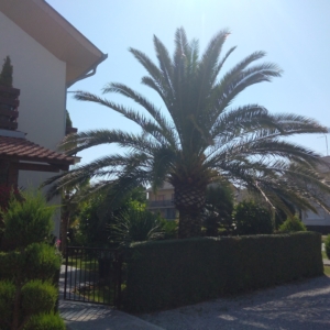 Phoenix Canariensis