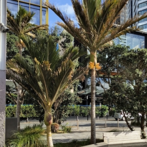 Nikau Palm
