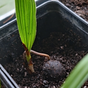 parajubaea tvm seedling