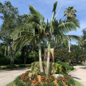 King Palms from Devon Wood