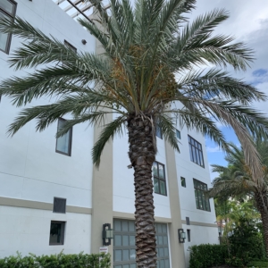 Downtown Naples Date Palm