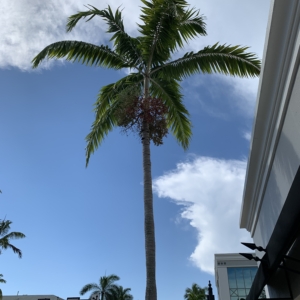 Naples Veitchia arecina