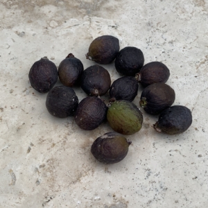 Bottle Palm seeds