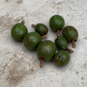 Bismarck seeds