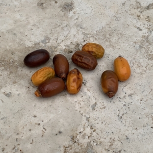 Date Palm seeds