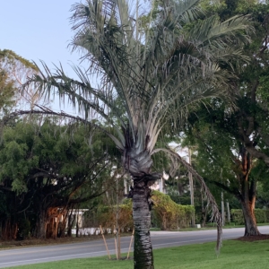 Riley Park Triangle Palm