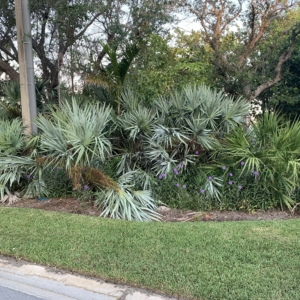 Silver saw palmetto