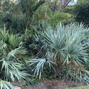Closeup of saw palmetto silver