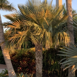 Copernicia hospita