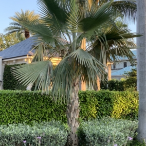 Copernicia alba in old Naples