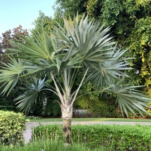 Leucothrinax morrisii 2