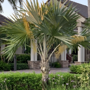 Leucothrinax morrisii