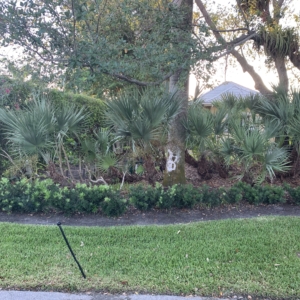 Old Serenoa repens Naples