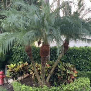 Naples old Pygmy Date Palms