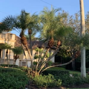 ReL old Naples Pygmy Date Palm