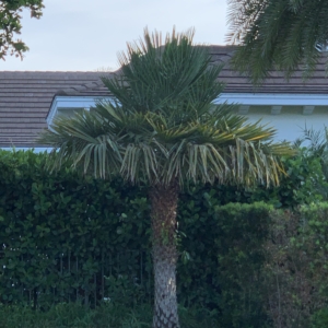 Naples Copernicia alba