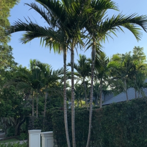 Old Naples Solitaire Palm