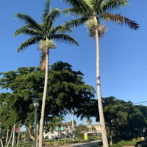 Montgomery Palms in Naples