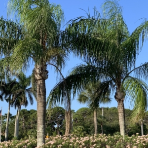 Queen Palms in Naples