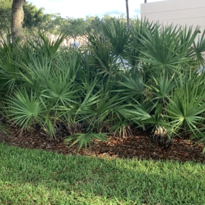 Serenoa repens Naples