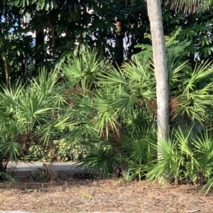 Saw Palmetto Naples