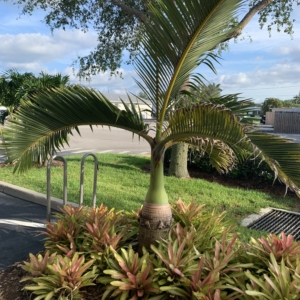 Naples bottle Palm by parking lot