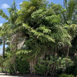 Bonita Springs fishtail palms #1