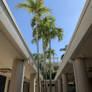 Solitaire Palm @ mall