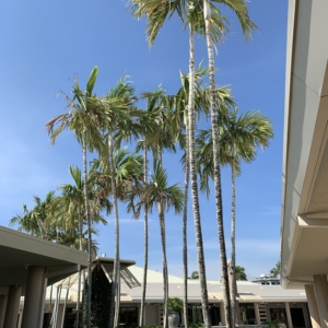 Solitaire Palm @ mall2