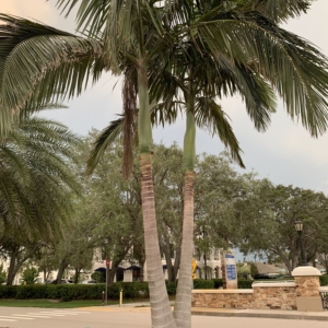 King palm, Naples 1