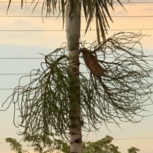 Solitaire Palm flowering