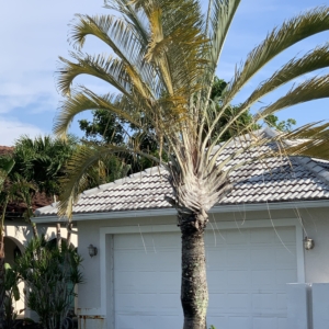 Bonita Springs Triangle Palm