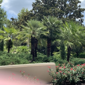 Disney World European Fan Palms