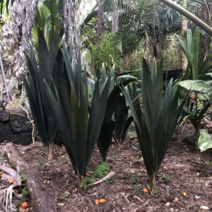 Geonoma atrovirens